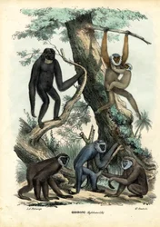 Gibbons, 1863-79